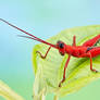 Red grasshopper
