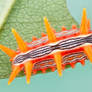 Stinging rose slug caterpillar - Parasa indetermin