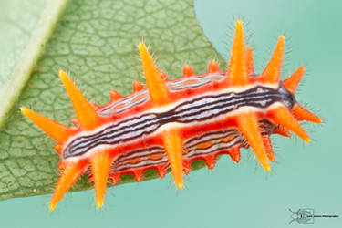 Stinging rose slug caterpillar - Parasa indetermin by ColinHuttonPhoto