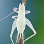 White cricket from Colombia