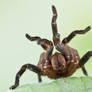 Tarantula threat display