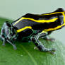 Amazonian poison dart frog - Ranitomeya ventrimacu