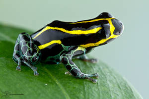 Amazonian poison dart frog - Ranitomeya ventrimacu by ColinHuttonPhoto