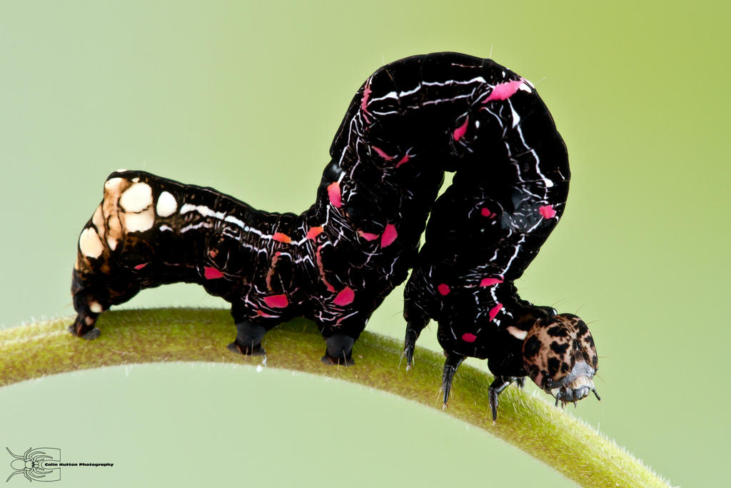 Caterpillar from Colombia