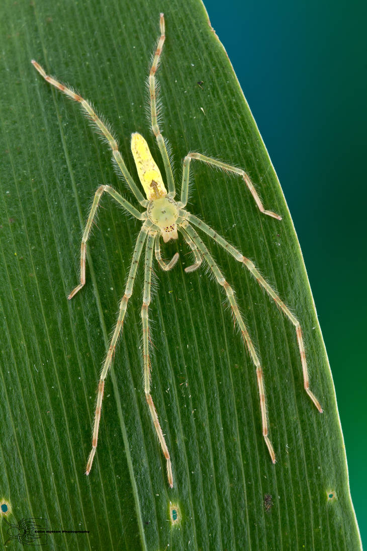 Translucent Orb Spider Translucent spider by ColinHuttonPhoto on DeviantArt