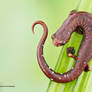 Web-footed salamander