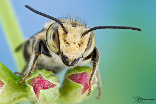 Leaf-cutting bee - Megachile sp.