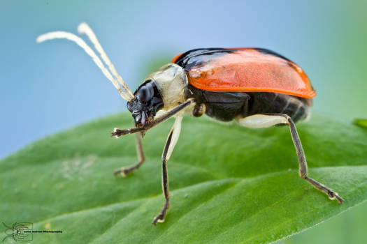 Beetle cleaning its leg