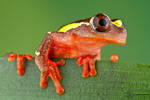 Clown Tree Frog - Dendropsophus leucophyllatus by ColinHuttonPhoto