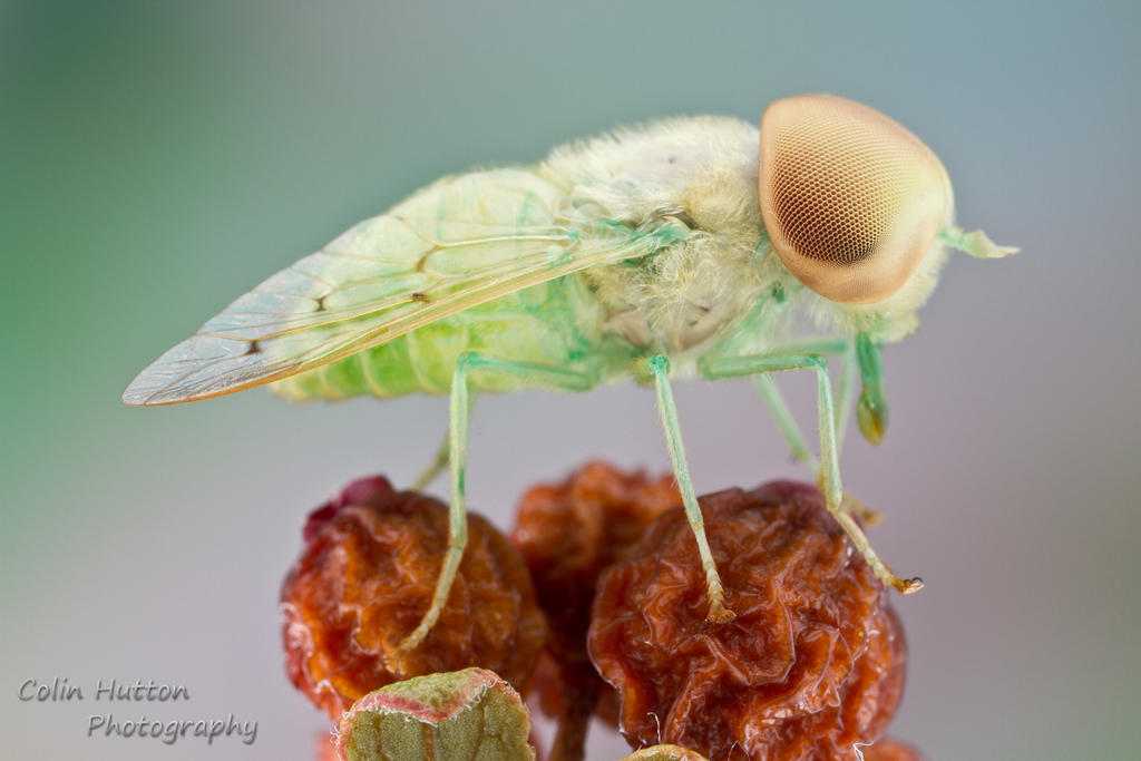 Green horse fly - Chlorotabanus crepuscularis