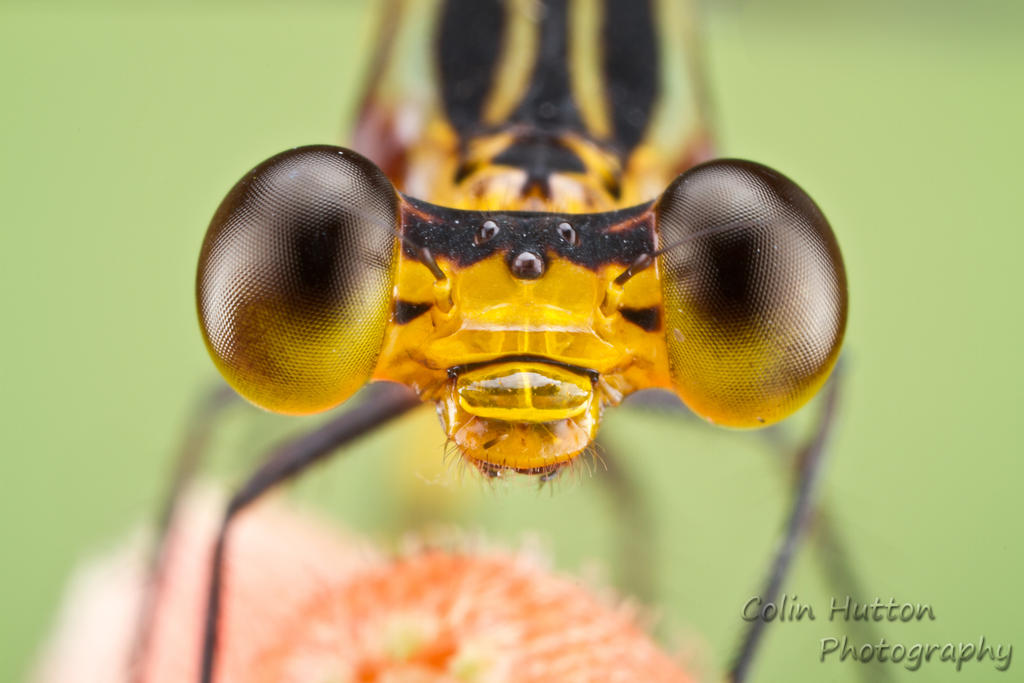 Damselfly by ColinHuttonPhoto