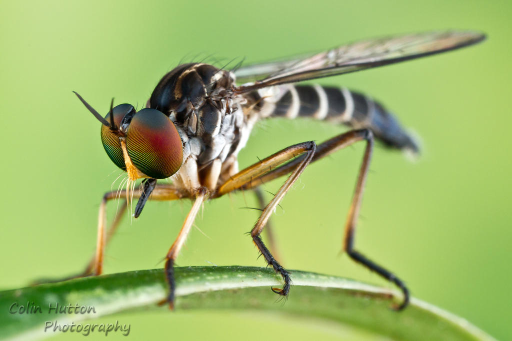 Robber Fly Color Robber Fly by ColinHuttonPhoto on DeviantArt