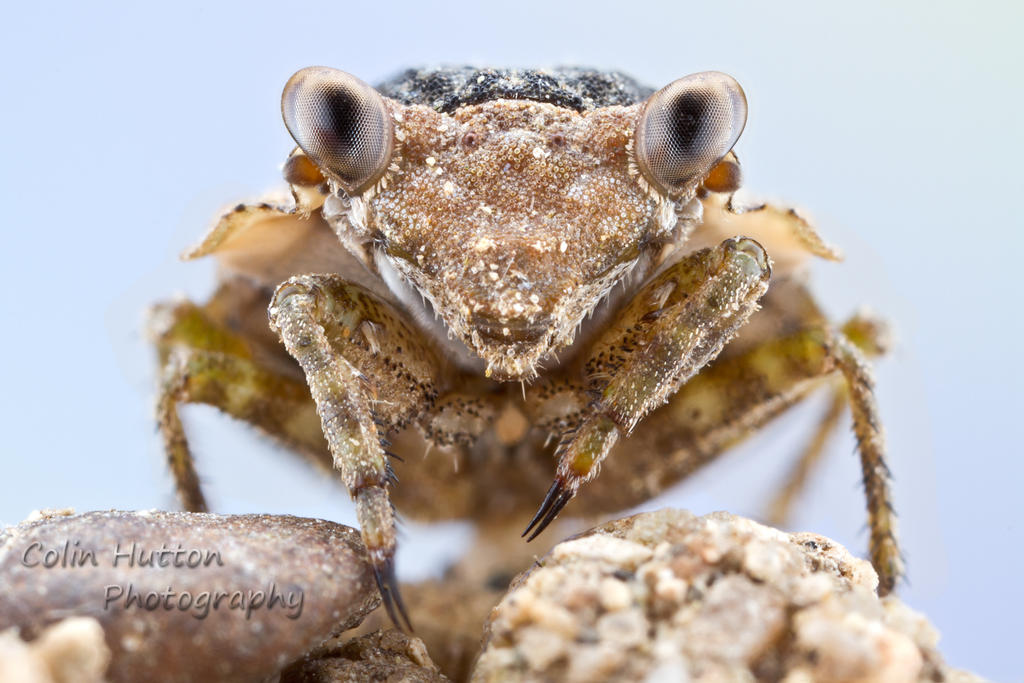 Big-eyed Toad Bug - Gelastocoris oculatus by ColinHuttonPhoto on DeviantArt