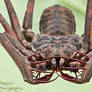 Tailless whip scorpion - Amblypygi
