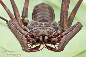 Tailless whip scorpion - Amblypygi