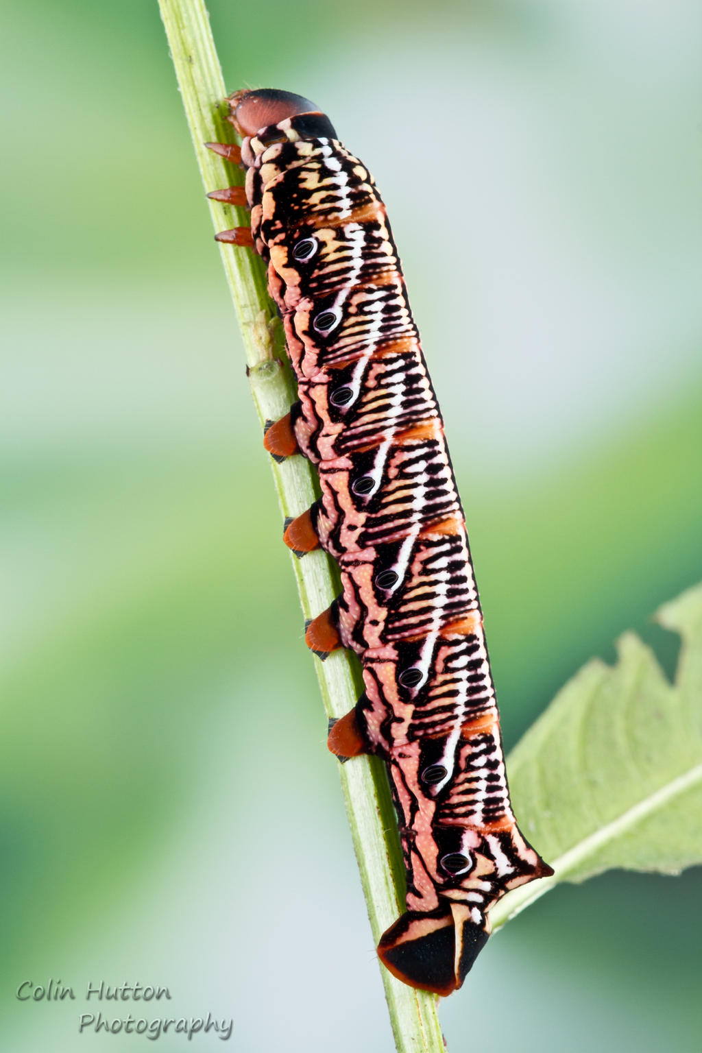 Banded sphinx caterpillar - Eumorpha fasciatus