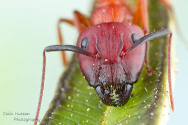 Florida Carpenter Ant - Camponotus floridanus