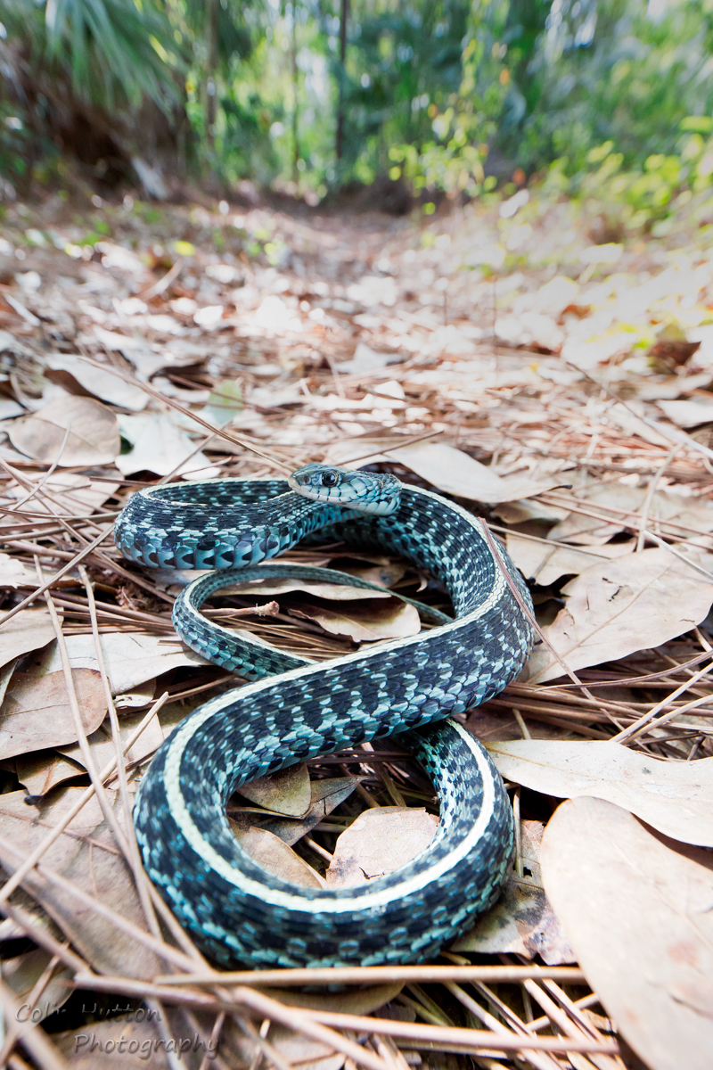 Garter snake - Thamnophis sirtalis