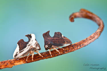 Treehoppers - Entylia carinata