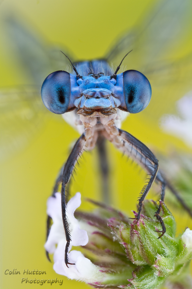 Bluet - Enallagma sp.