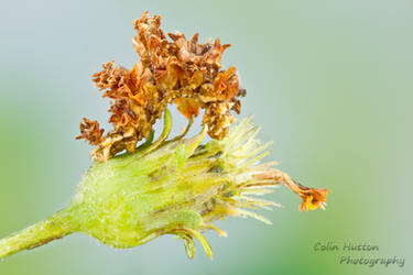 Camouflaged looper - Synchlora aerata