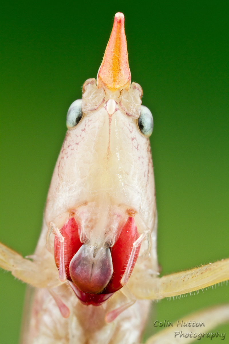 Conehead katydid