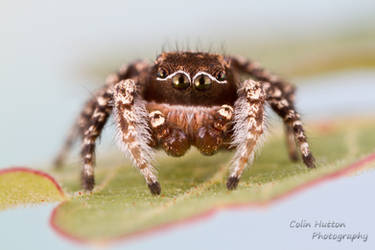 Habronattus pugillis