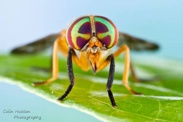 Diachlorus ferrugatus