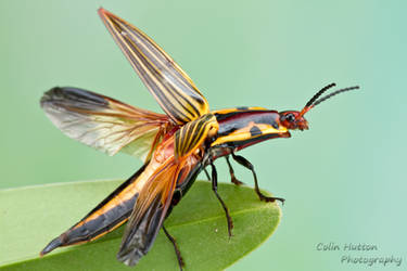 Click beetle ready to take off