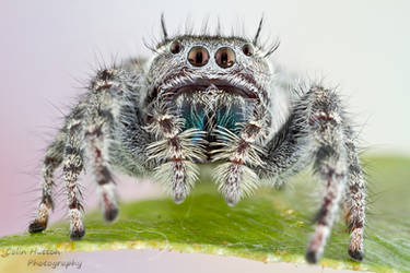 Phidippus vexans