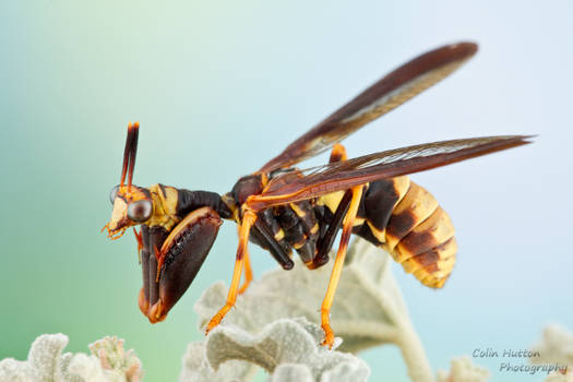 Wasp Mantidfly - Climaciella brunnea