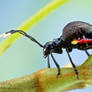 Blister beetle