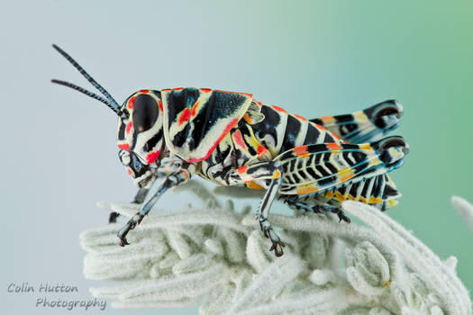 Rainbow grasshopper - Dactylotum bicolor