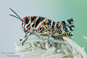 Rainbow grasshopper - Dactylotum bicolor by ColinHuttonPhoto