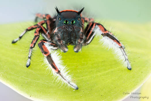 Phidippus toro