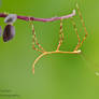 Stick insect