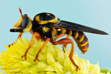 Robber fly - Laphria saffrana