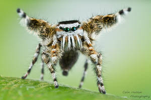 Phidippus tyrelli