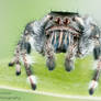 Phidippus vexans