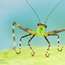 Katydid