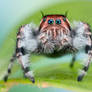 Phidippus asotus