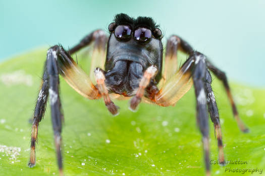 Jumping spider