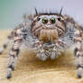 Phidippus asotus