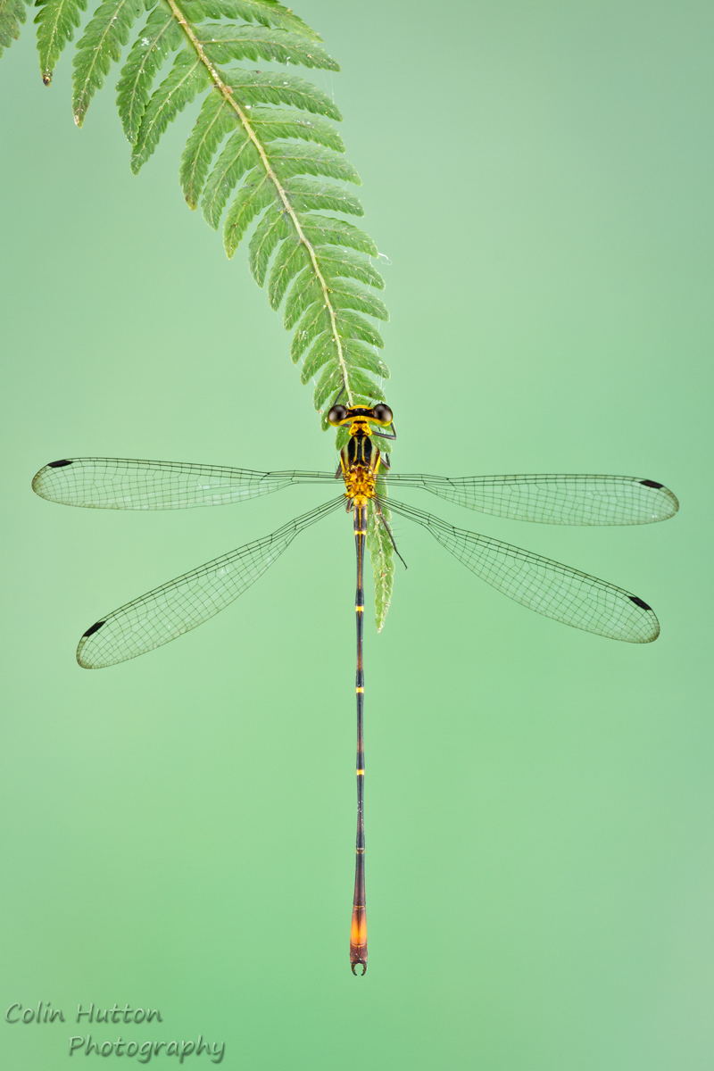 Spreadwing damselfly