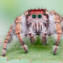 Phidippus pruinosus