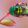 Syrphid fly - Ornidia obesa