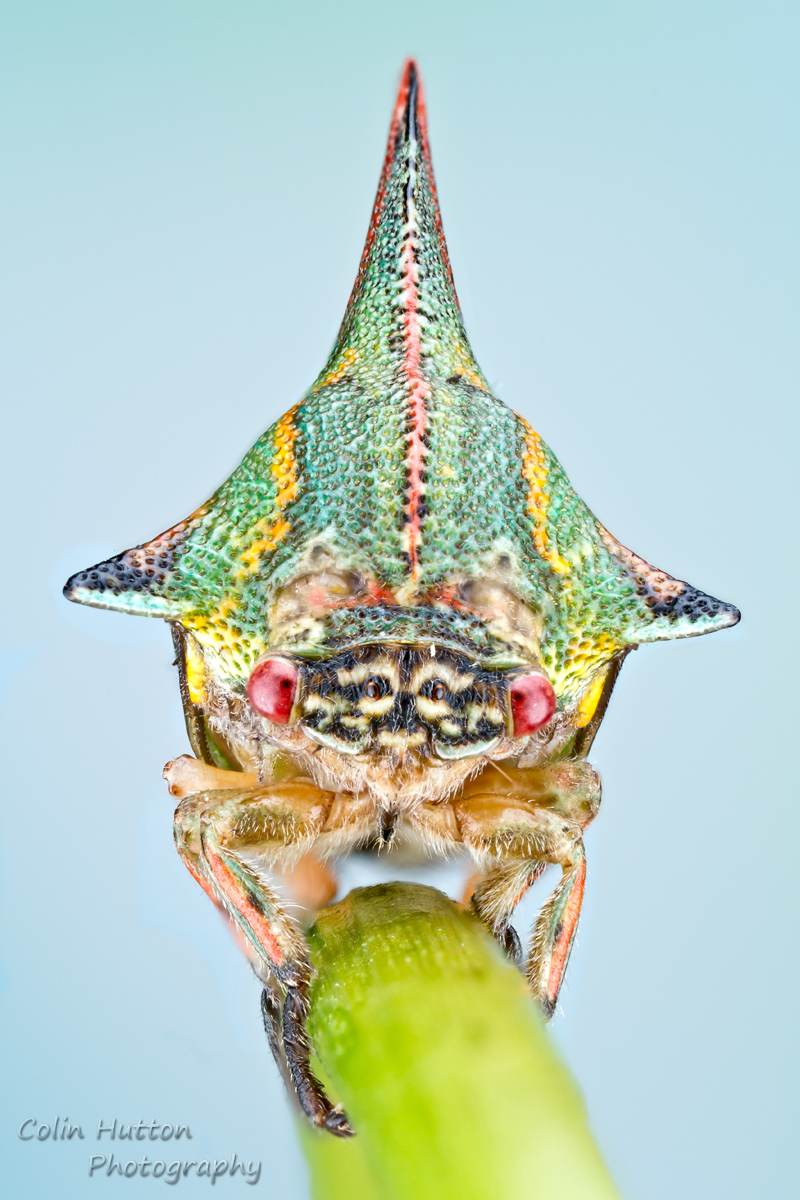 Thorn treehopper - Umbonia spinosa