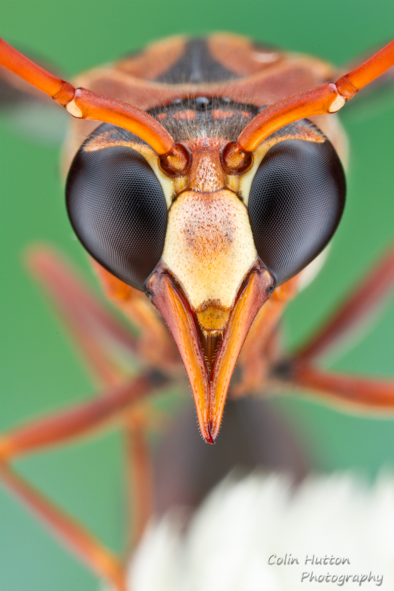 Potter wasp - Zeta argillaceum