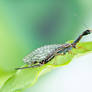Snakefly - Agulla sp.