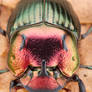 Rainbow scarab - Phanaeus igneus